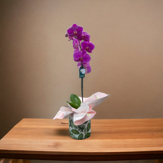 Phalaenopsis Orchid Large (Purple)